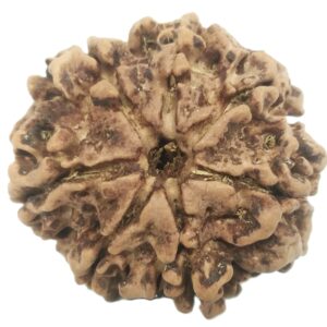 Rare Collector 7 Mukhi Rudraksha with Complete 7 Seeds - Nepal