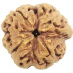 Super Collector 4 Mukhi Rudraksha With Complete 4 Seeds
