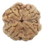 Super Collector 4 Mukhi Rudraksha With Complete 4 Seeds