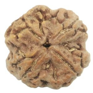 Super Collector 4 Mukhi Rudraksha With Complete 4 Seeds