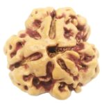 Collector 3 Mukhi Rudraksha With complete 3 Seeds - Nepal