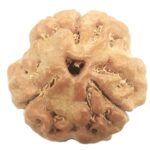 Collector 3 Mukhi Rudraksha With complete 3 Seeds - Nepal