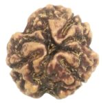 Collector 3 Mukhi Rudraksha With complete 3 Seeds - Nepal