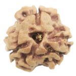 Collector 3 Mukhi Rudraksha With complete 3 Seeds - Nepal