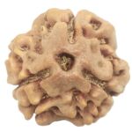 Collector 3 Mukhi Rudraksha With complete 3 Seeds - Nepal