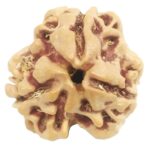 Collector 3 Mukhi Rudraksha With complete 3 Seeds - Nepal
