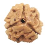 Collector 3 Mukhi Rudraksha With complete 3 Seeds - Nepal