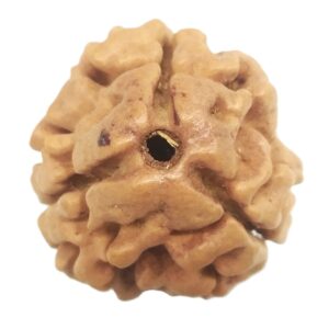Collector 3 Mukhi Rudraksha With complete 3 Seeds - Nepal