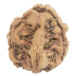 3 Mukhi Ganesha Rudraksha With 3 Complete Seeds - Nepal