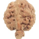 3 Mukhi Ganesha Rudraksha With 3 Complete Seeds - Nepal