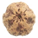 Collector Size Nirakar Rudraksha (0 Mukhi) - Nepal