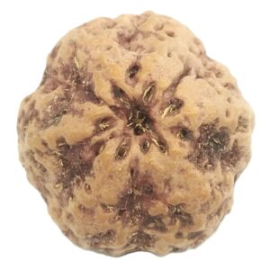Collector Size Nirakar Rudraksha (0 Mukhi) - Nepal