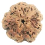 Collector Size Nirakar Rudraksha (0 Mukhi) - Nepal