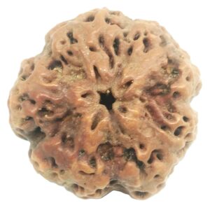 Collector Size Nirakar Rudraksha (0 Mukhi) - Nepal
