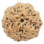 Collector Size Nirakar Rudraksha (0 Mukhi) - Nepal