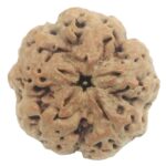 Collector Size Nirakar Rudraksha (0 Mukhi) - Nepal