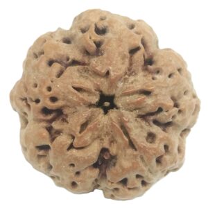 Collector Size Nirakar Rudraksha (0 Mukhi) - Nepal
