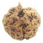 Rare Nirakar Ganesha Rudraksha (0 Mukhi) - Nepal
