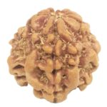 Nepali 1 Mukhi Round Rudraksha