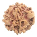 Nepali 1 Mukhi Round Rudraksha