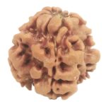 Nepali 1 Mukhi Round Rudraksha
