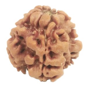 Nepali 1 Mukhi Round Rudraksha