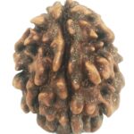 Rare 1 Mukhi Rudraksha With Single Seed