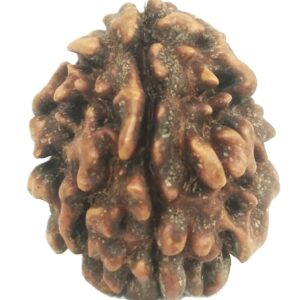 Rare 1 Mukhi Rudraksha With Single Seed