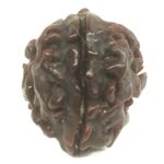 Rare 1 Mukhi Rudraksha With Single Seed