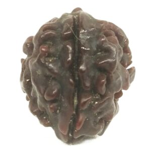 Rare 1 Mukhi Rudraksha With Single Seed