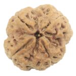 Super Collector 4 Mukhi Rudraksha With Complete 4 Seeds