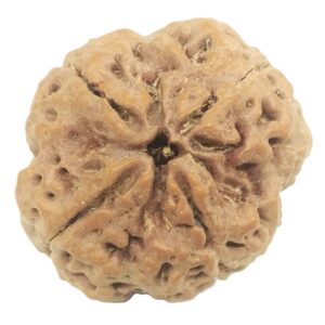 Super Collector 4 Mukhi Rudraksha With Complete 4 Seeds