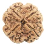 Super Collector 4 Mukhi Rudraksha With Complete 4 Seeds