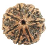 Rare Collector 7 Mukhi Rudraksha with Complete 7 Seeds - Nepal