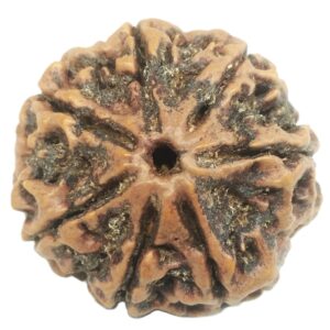 Rare Collector 7 Mukhi Rudraksha with Complete 7 Seeds - Nepal