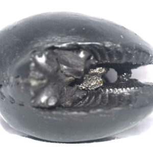 Hayagriva Shaligram