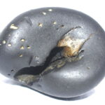 Pradyumna Shaligram