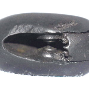 Vaman Shaligram
