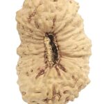 Super Collector 21 Mukhi Rudraksha - Java