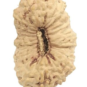 Super Collector 21 Mukhi Rudraksha - Java