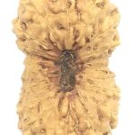Super Collector 21 Mukhi Rudraksha - Java