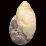 Heera Shankh