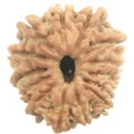 14 Mukhi Rudraksha - Nepal
