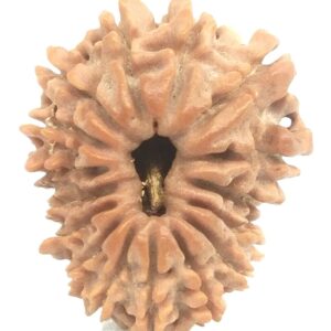 16 Mukhi Rudraksha - Nepal