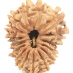16 Mukhi Rudraksha - 22.32 mm - Nepal