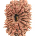 16 Mukhi Rudraksha - Collector - Nepal