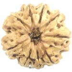 Rare Collector 9 Mukhi Rudraksha with 9 Complete Seeds - Nepal