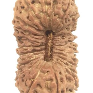 Rare Super Collector 19 Mukhi Rudraksha