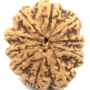 Collector 10 Mukhi Rudraksha - Nepal