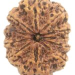 Super Collector 11 Mukhi Rudraksha - Nepal